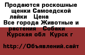 Продаются роскошные щенки Самоедской лайки › Цена ­ 40 000 - Все города Животные и растения » Собаки   . Курская обл.,Курск г.